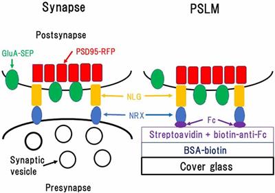 Visualization of Exo- and Endocytosis of AMPA Receptors During Hippocampal Synaptic Plasticity Around Postsynaptic-Like Membrane Formed on Glass Surface